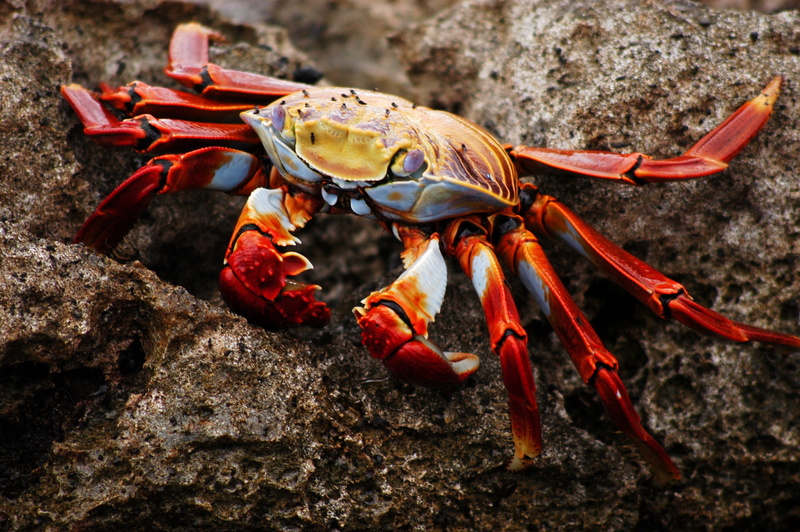 rock - object, claw, wildlife, day, no people, orange, rock, red, animal, sea, underwater, sea life, animal themes, solid, animals in the wild, one animal