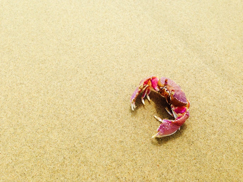 land, colorful, sea life, pink, nature, no people, crab, animals in the wild, sand, beach, red, summer, brown, starfish, sea, high angle view, one animal