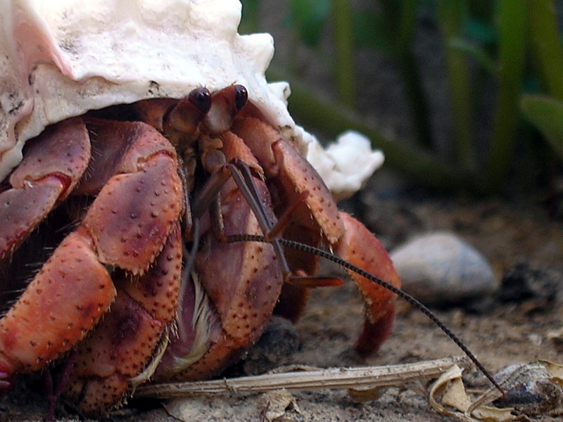 caribbean, Caribbean hermit crab, Coenobita clypeatus, animals in the wild, hermit, healthy eating, sea life, animal wildlife, animal Shell, selective focus