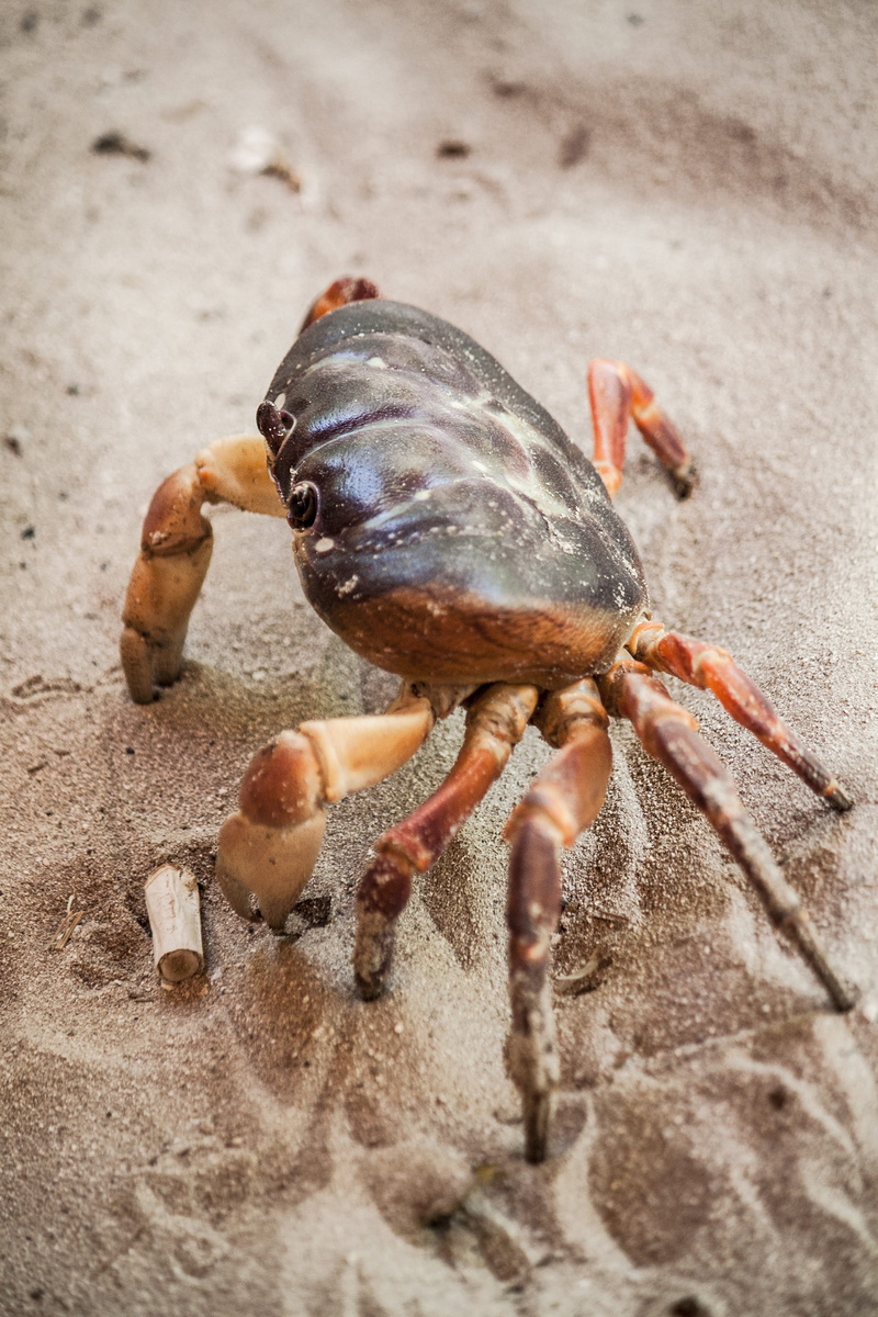 sea, selective focus, shell, hermit crab, crustacean, animal Shell, brown, land, orange, gray, animal, animal wildlife, marine, sand, outdoors, food, black crab