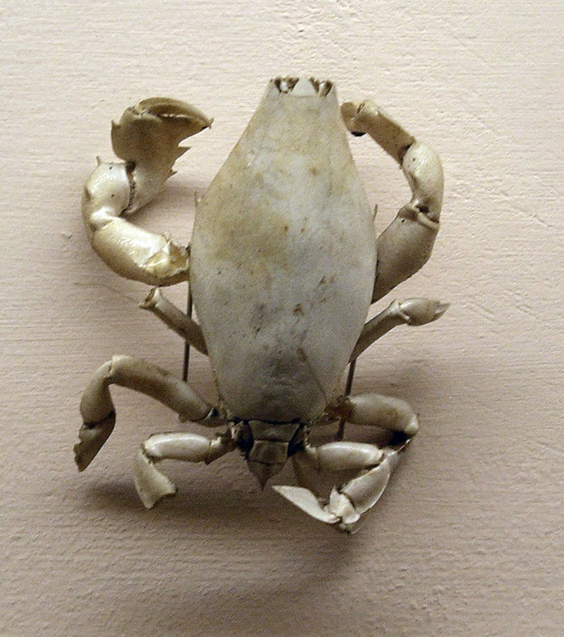 close-up, wellbeing, still life, food and drink, lyreidus, sea, crab, food, 480P, wildlife, Lyreidus tridentatus, fish, wall - building feature, healthy eating