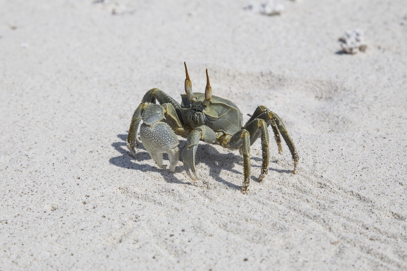 claw, beach, sand, crab, thulusdhoo, life, one animal, ocean, land, invertebrate, gray, sea, animal wildlife, arachnid, zoology, sunlight, close-up, sea life