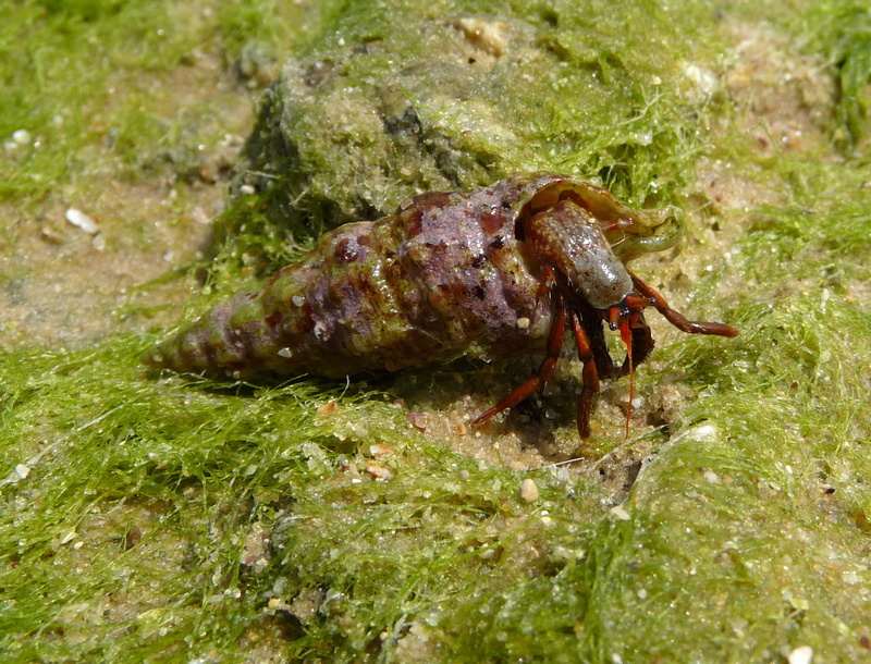animal wildlife, water, animal themes, shell, sea, public domain, photos, 1080P, nature, moss, animals in the wild, species, Hermit Crab, marine, food