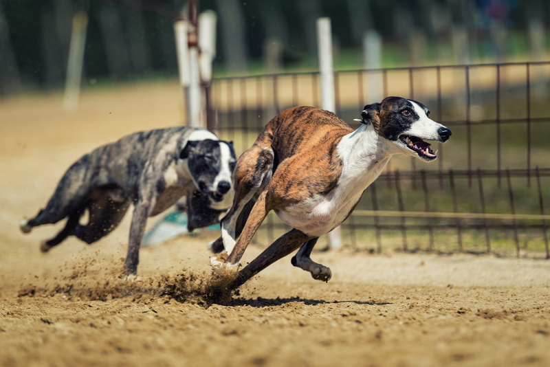 animal, fast, nature, animal themes, brown, domestic animals, brindle, carnivores, speed, fur, day, fence, grey, dog racing, graceful, dog, mammal, win