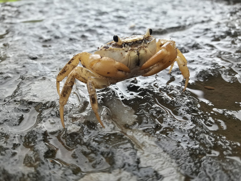 close-up, day, Crab, shellfish, Beach, eyes, lobster, one animal, red, Sea, sea life, marine, water, wet, claws, outdoors, Animal, animals in the wild