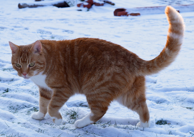 fur, cat, animal themes, pets, cold temperature, snow, domestic animals, cats eyes, tiger, domestic cat, red cat, feline, domestic, winter, pet, cute, mammal