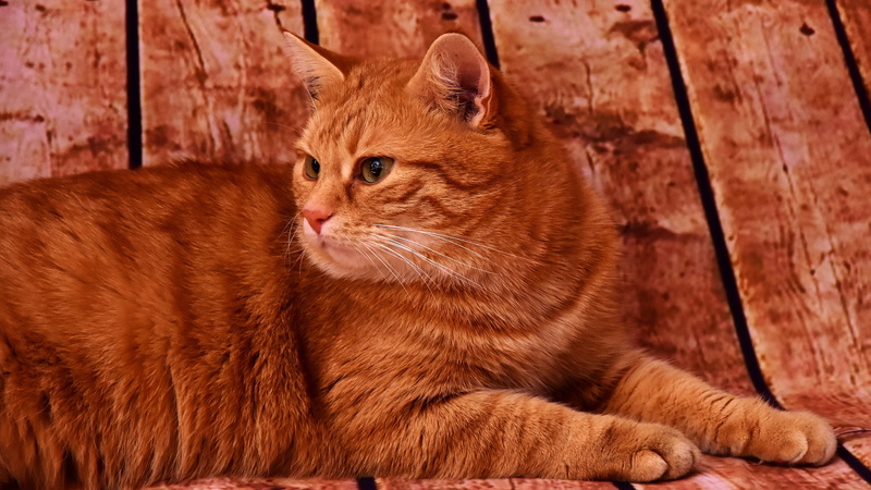 animal eye, orange, brown, red mackerel tabby, cat, animal head, mammal, looking away, 4K, pet, ginger cat, closeup, short, animal, pets, animal themes