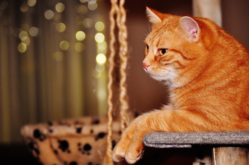 domestic, whisker, cute, relaxation, sweet, young cat, red mackerel tabby, kitten, cats eyes, cat, side view, domestic cat, fur, ginger cat, looking away