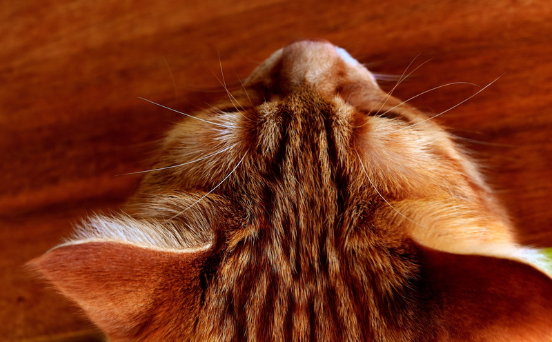 animal body part, red cat, portrait, animals in the wild, tiger cat, kitten, 5K, no people, animal head, cat face, pet, whisker, tabby, paw, animal hair
