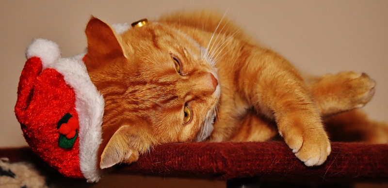 cute, animal head, adidas, cats eyes, no people, cat, red, close-up, kitten, domestic, tabby, mammal, domestic animals, cat face, relaxation, mackerel
