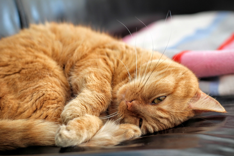 kitten, animal head, red cat, fur, mackerel, indoors, tabby, no people, feline, whisker, ginger cat, red, mammal, lying down, playful, lascivious, animal themes