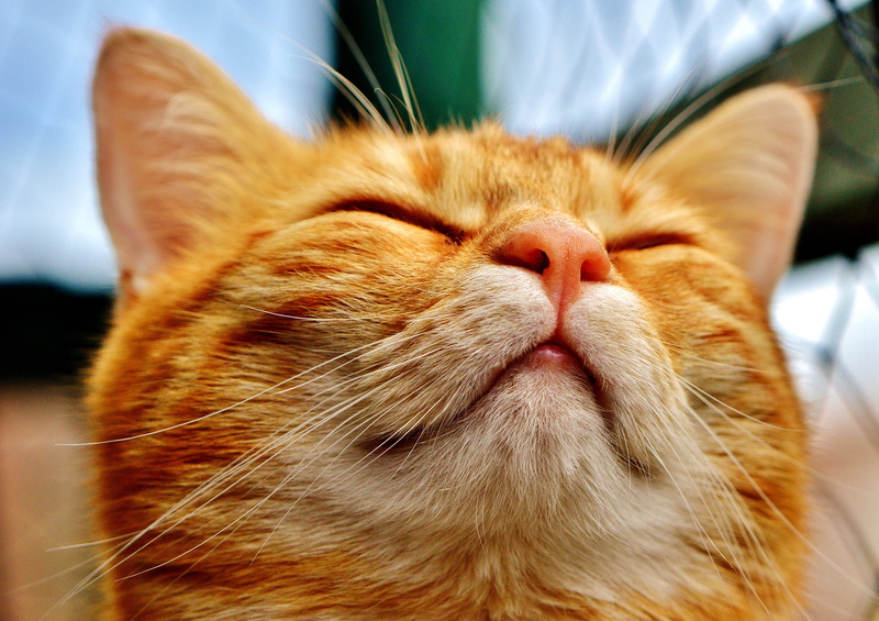 whisker, animal themes, cats eyes, funny, pet, domestic Cat, outdoors, animal, mieze, close-up, domestic, snout, animal head, nature, white, cat face, focus on foreground