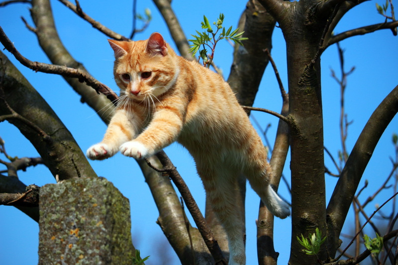 tree, no people, animal themes, young cat, red cat, cat baby, mammal, red mackerel tabby, branch, plant, 5K, day, tabby, jumping, tree trunk, domestic Cat