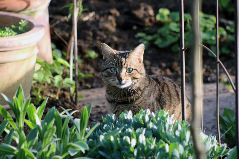 Tiger, cat face, Domestic Cat, nature, garden, field, pets, land, vertebrate, felidae, plant, cats eyes, mammal, domestic animals, no people, domestic