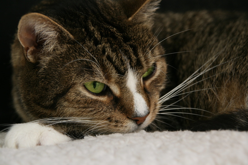 looking away, vertebrate, pets, tabby, whiskers, selective focus, whisker, relaxation, animal themes, cat, domestic cat, domestic, 4K, one animal, snout