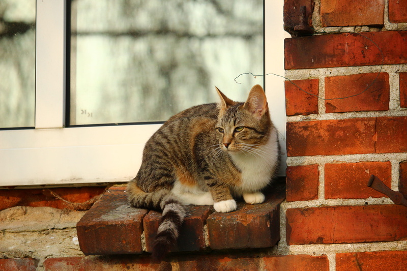 mammal, one animal, kitten, whisker, domestic, brick wall, relaxation, domestic cat, animal, tiger cat, window, cat, animal themes, mackerel, tabby, feline