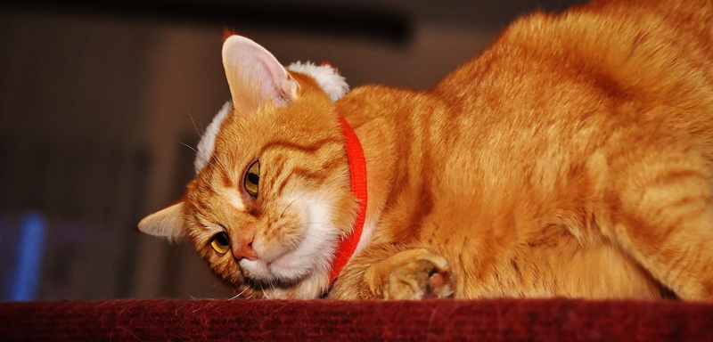 vertebrate, fur, mackerel, red, kitten, animal head, cat, feline, ginger cat, no people, one animal, domestic, relaxation, cat face, orange color, animal themes