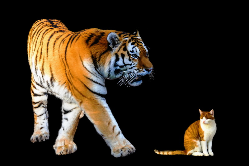 striped, studio shot, animals in the wild, 2K, mackerel, carnivora, mammal, predator, girlfriends, cat, vertebrate, whisker, tiger, black background, aggression