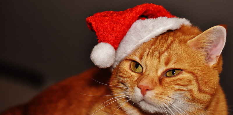 funny, domestic cat, mackerel, orange, animal, red cat, sweet, cats eyes, domestic, adidas, fur, close-up, wearing, santa hat, tabby, pets, animal themes