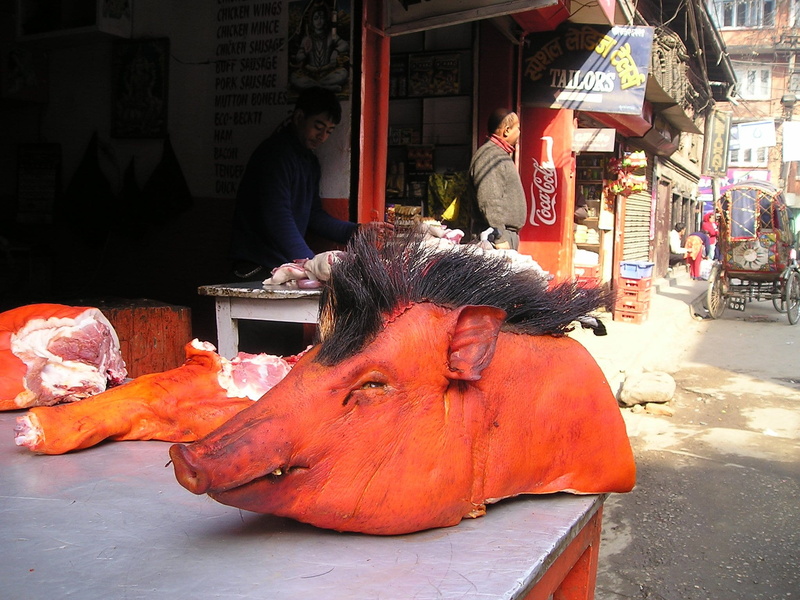one animal, transportation, street, raw, built structure, day, painted, people, city, occupation, group of people, architecture, nepal, pig, men, head
