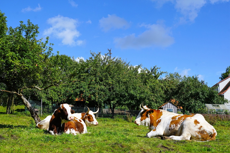 brown cows, no people, suckler, mountain meadows, holiday, fence, vertebrate, village, herbivorous, animal husbandry, cattle, steak, righteous, cloud - sky