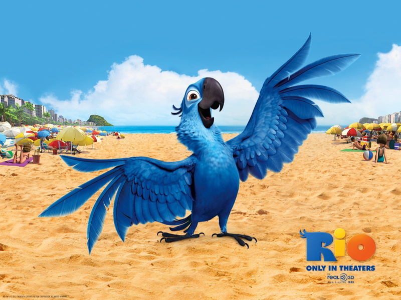 bird, blu, 720P, rio
