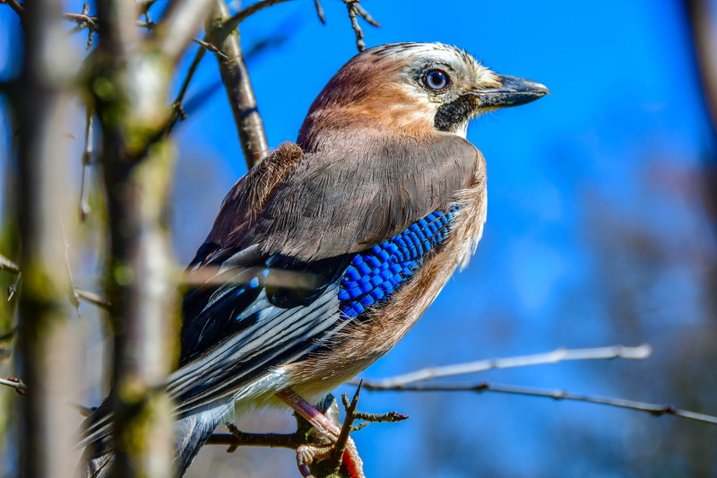 animal, no people, perching, blu esky, vertebrate, ch, blue feather, tree, one animal, animals in the wild, ne, outdoors, geai, bird eye, animal themes