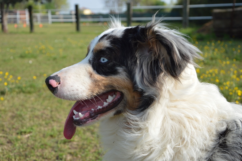 blue eye, looking away, animal tongue, attention, mouth open, no people, day, domestic, facial expression, focus on foreground, one animal, looking, mammal