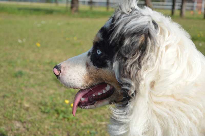 mammal, attention, merle, animal, facial expression, snout, mouth, blue eye, canine, panting, portrait, pets, animal head, domestic animals, animal mouth