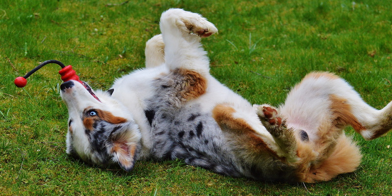 fur, group of animals, day, mammal, animal themes, australian, blue, cute, cat, nature, play, domestic animals, meadow, pet, animal family, land, merle