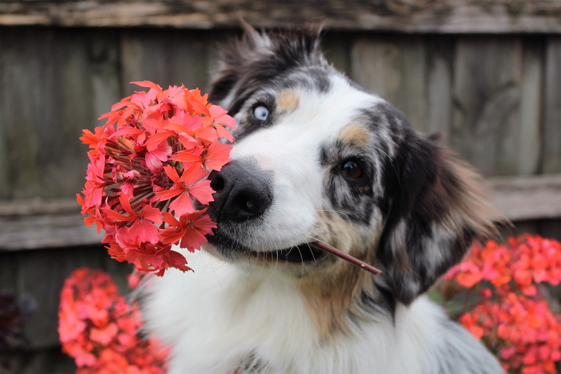 animal themes, focus on foreground, spring, dog, domestic animals, sunlight, garden, floral, australian, red, pets, flowers, fresh, portrait, adult, season