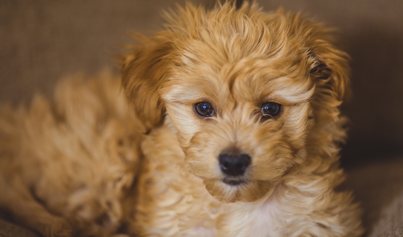 hair, domestic, cute, looking at camera, pets, dog, animal head, golden, animal hair, photography, no people, retriever, small, canine, 5K, lap dog, close