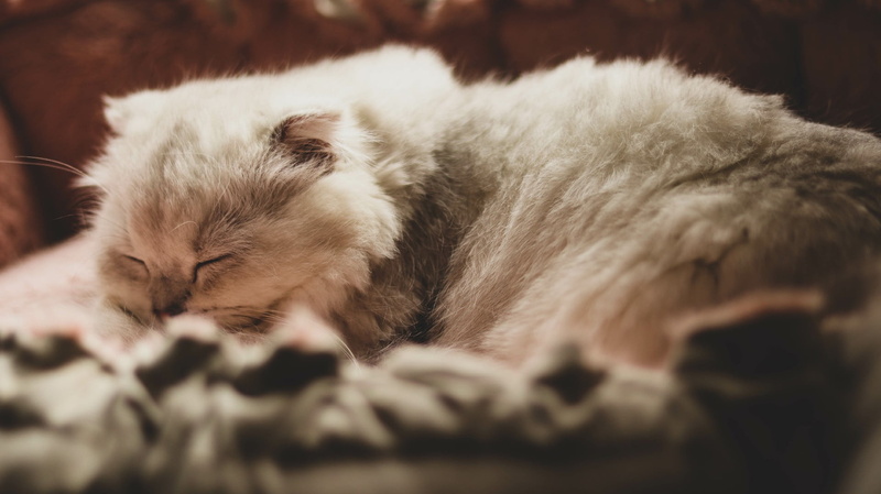 Lovely Aina-chan, cat boy, animal ears, Atsushi Otani, Cat Kennedy, Animal Crossing, cat deeley, Animal Collective, Cat Goomba, 1080P, Cat Chase