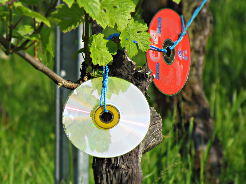 cd rom, motherboard, growth, circle, leaf, nature, tree trunk, focus on foreground, green color, tree, trunk, day, no people, shape, hanging, 4K, metal