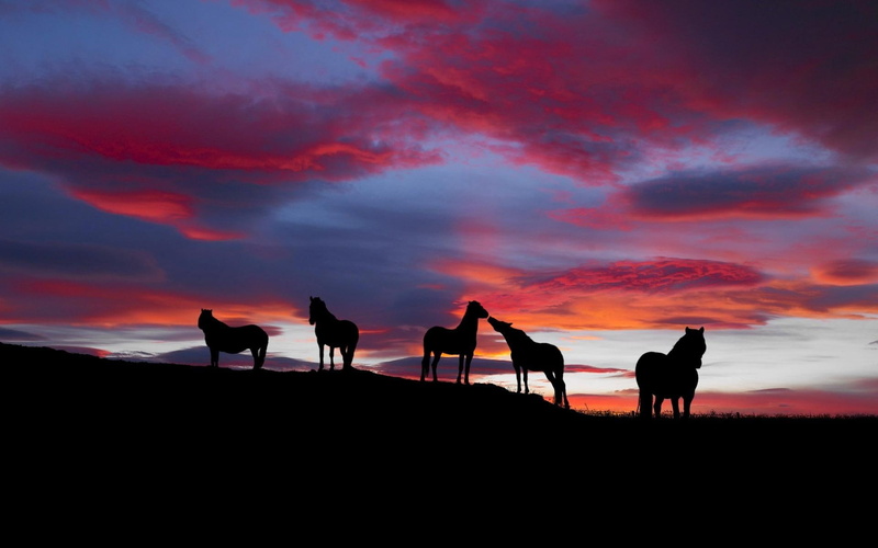 night, animals, horses, clouds, dark, 1080P, hangout