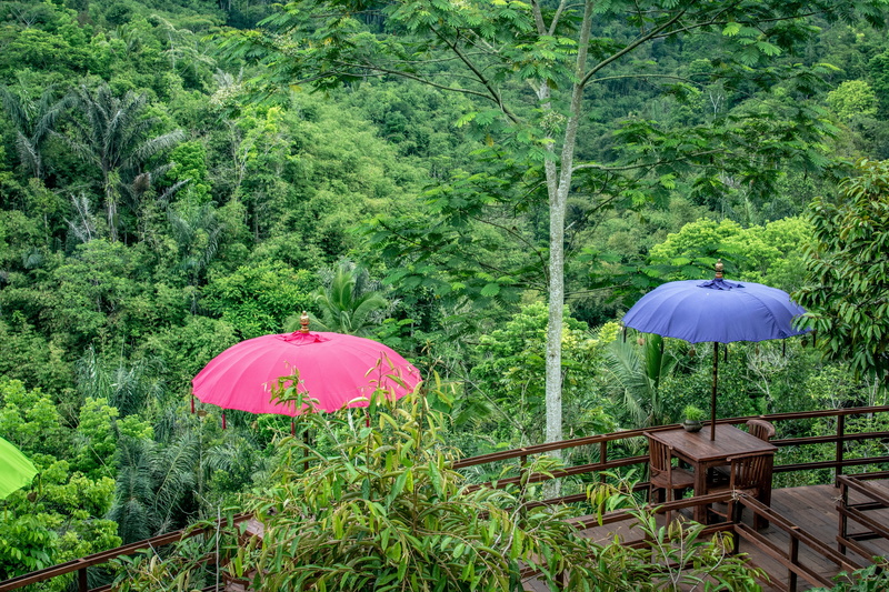 land, vacations, outdoors, oka agriculture, protection, forest, lush foliage, hangout, plant, tree, no people, indonesia, holiday, adventure, travel, scenic