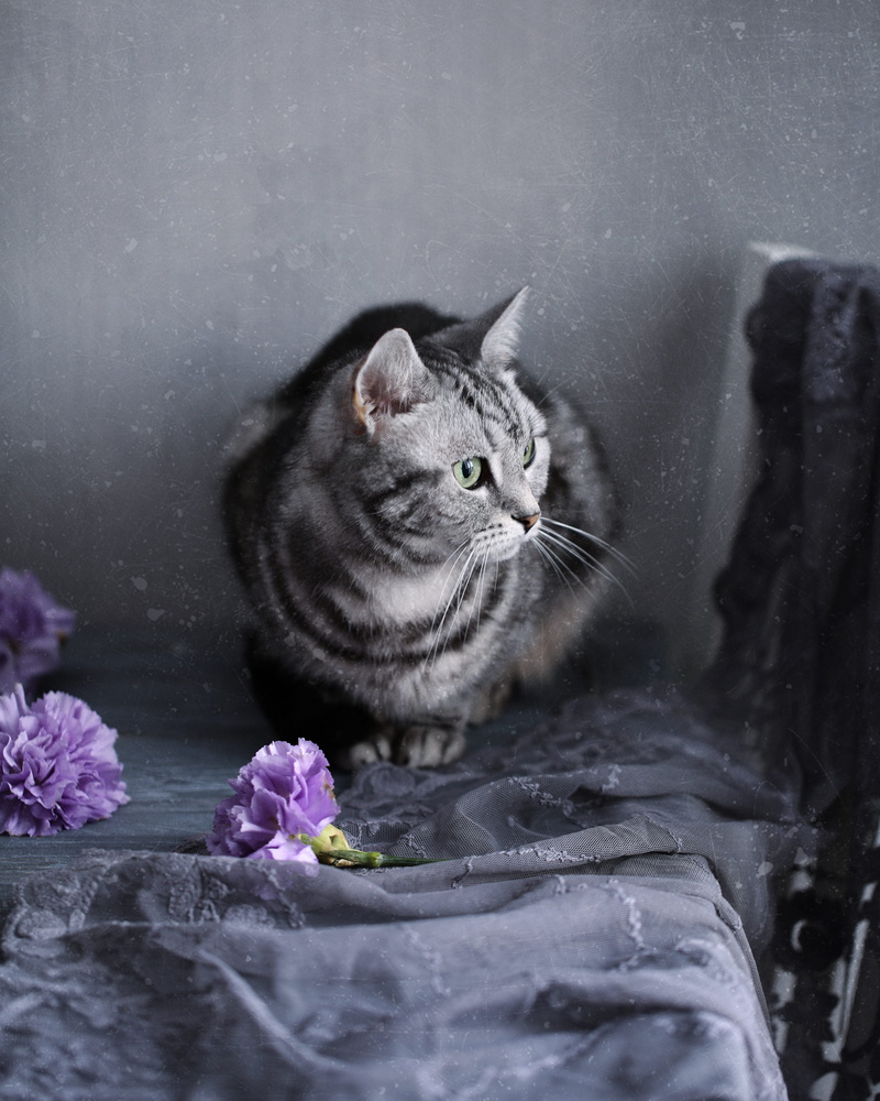 have fun, flower, young, portrait, beauty in nature, colorfully, nature, tabby, nice, furry, animals, domestic animals, stomach, hair, domestic cat, dream
