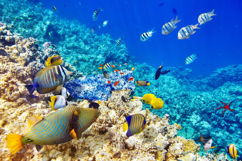 sea, fish, 2K, photo manipulation, underwater