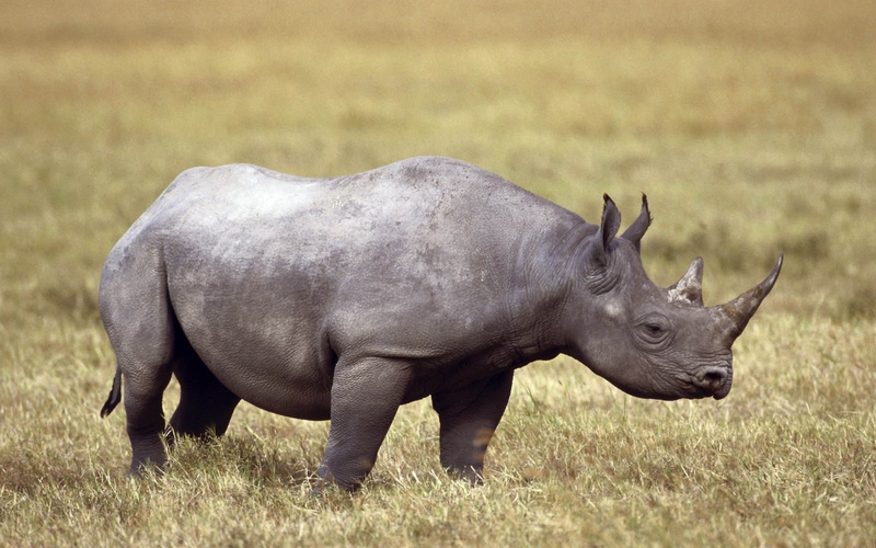 1080P, wildlife, mammals, animals, outdoors, rhino