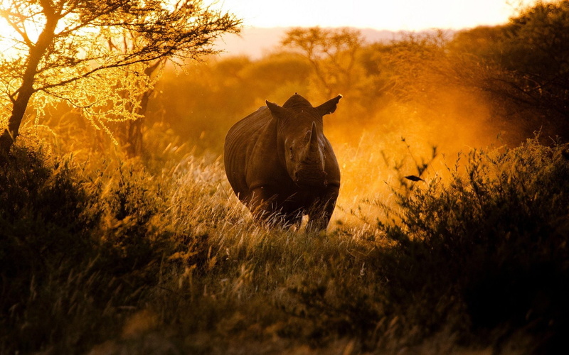 herbivorous, mammals, animal themes, animal wildlife, grass, no people, one animal, animal, mist, sunset, sunlight, animals, wildlife, selective focus