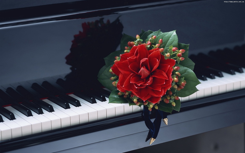 red, backgrounds, fragility, keyboard instrument, flowering plant, rose - flower, petal, strings, entertainment, classical Music, no people, design, piano