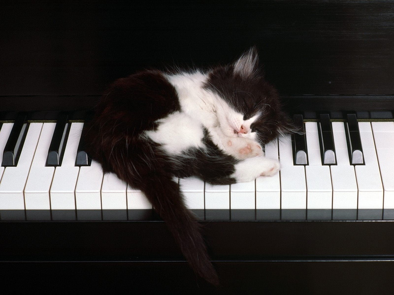 performance, jazz Music, mammal, white, animal themes, domestic animals, vertebrate, chord, ivory, feline, hobbies, piano, indoors, animal, pianist, black Color