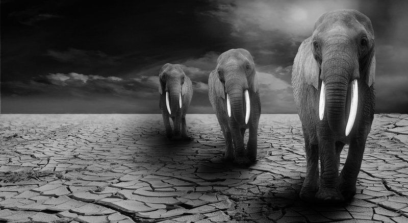 animal portrait, elephant, desert, animal themes, animal, tusk, strength, group, strong, sky, mammal, animal wildlife, safari, drought, african elephant