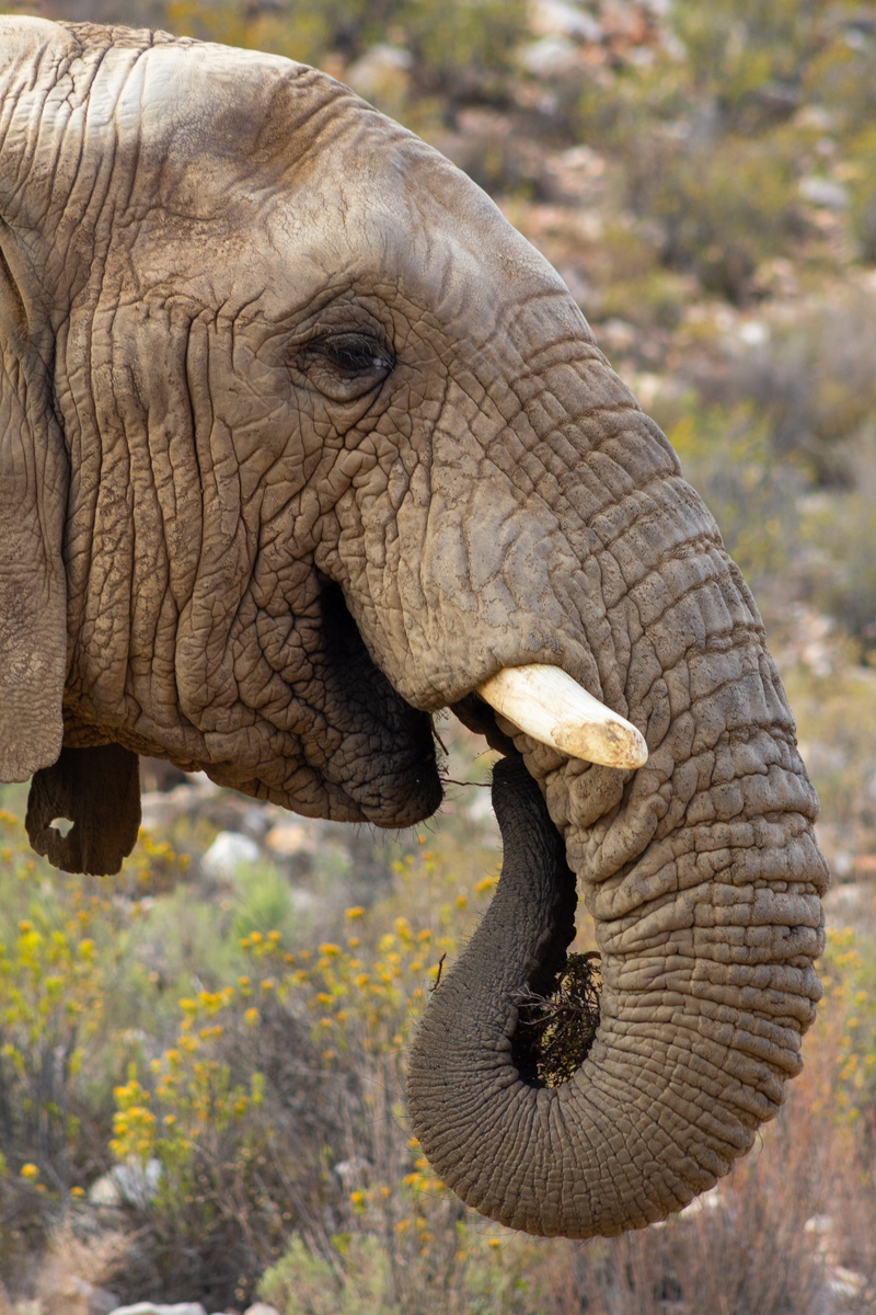 head, focus on foreground, calf, safari, elephant, iris, vertebrate, south africa, blossom, food, animal head, bird, african elephant, touws river, eating