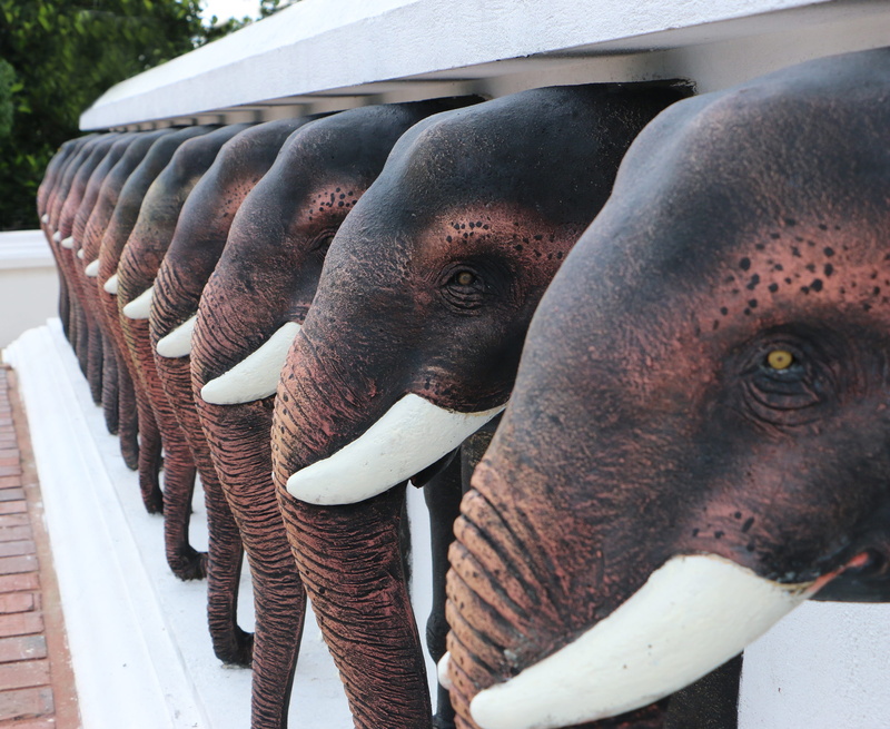 ivory, close-up, pagoda, 4K, two animals, white, outdoors, animal body part, mahamevnawa, design, art and craft, day, elephant, vertebrate, animal, mahaviharaya
