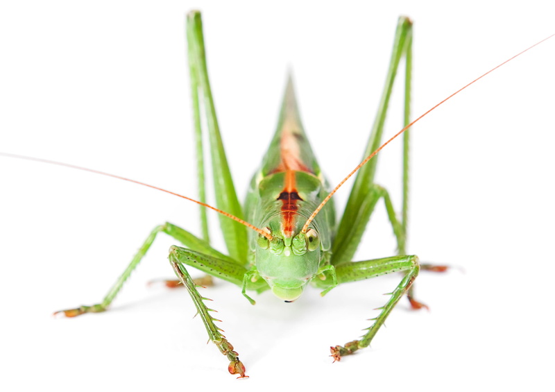 antenna, jump, blade of grass, outdoor, sitting, animal, close-up, animal antenna, green color, detail, animal body part, 2K, invertebrate, nature, leg