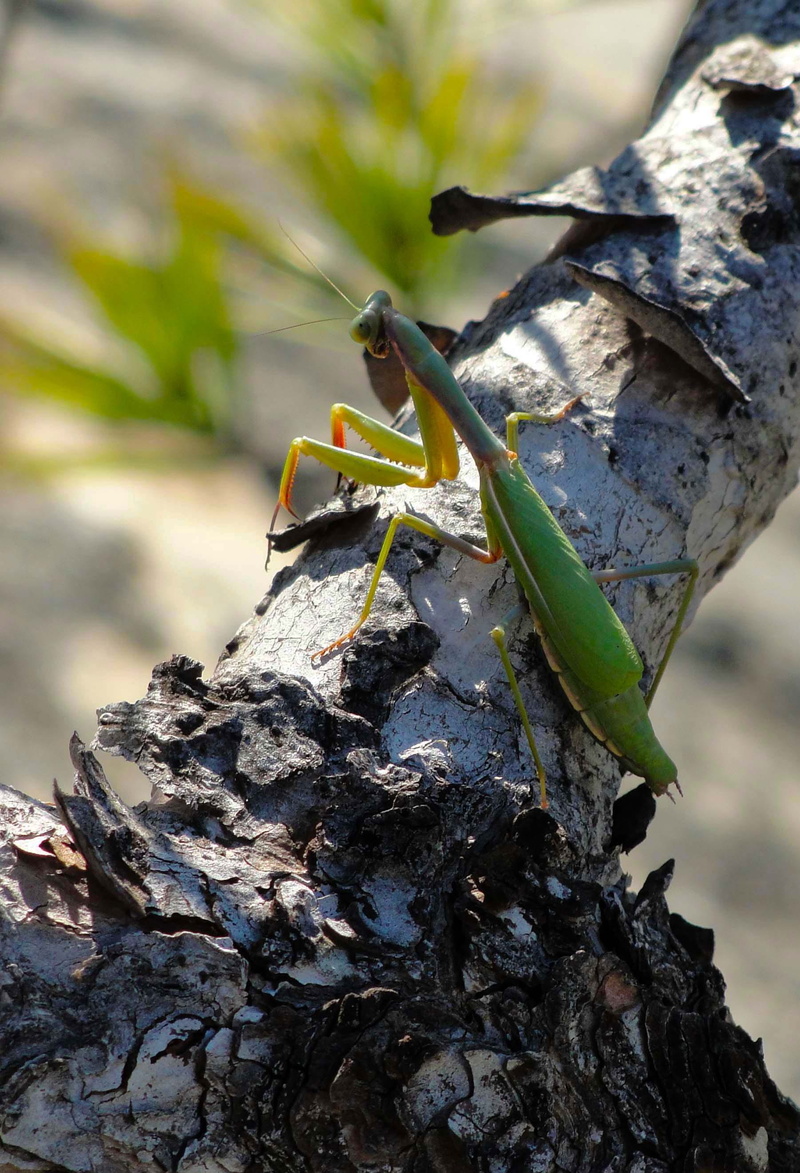 lizard, invertebrates, Insects, vertebrate, insect, animal themes, praying Mantis, plant, tree trunk, forest, 2K, invertebrate, Animals, green Color, selective focus
