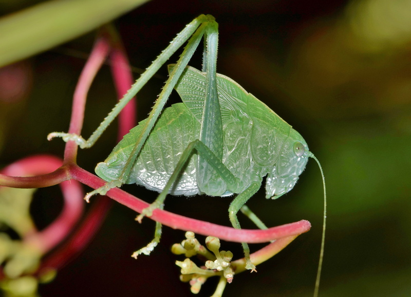 praying Mantis, winged insect, green color, animal wildlife, dew, growth, insect, one animal, flying insect, nymph, katydid, outdoors, 4K, water, animal themes