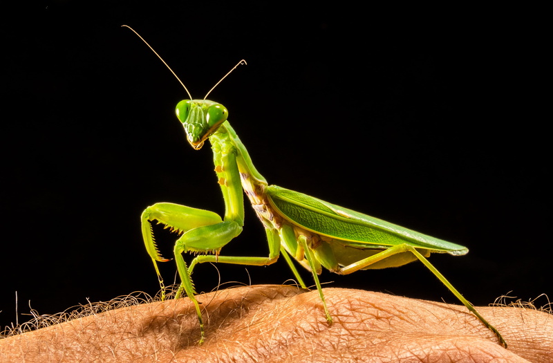 people, 4K, Locust, insect, invertebrate, nature, carnivore, animal themes, animal body part, black background, fishing locust, Fishing, arthropod, animal Antenna