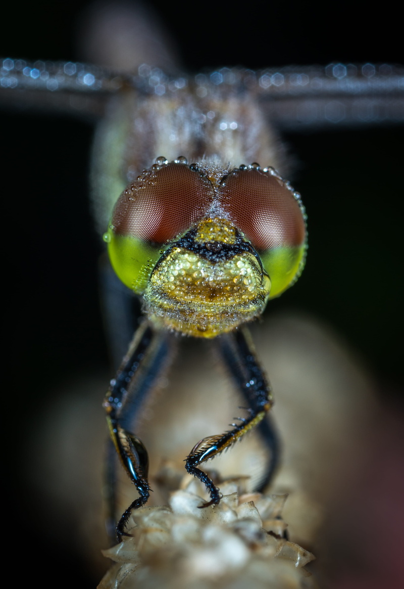 animal eye, selective focus, zoology, eye, macro photography, outdoors, one animal, 4K, nature, entomology, dragonfly, macro, invertebrate, animal body part